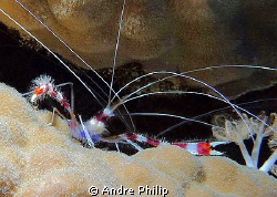 careful look - Coral banded shrimp by Andre Philip 